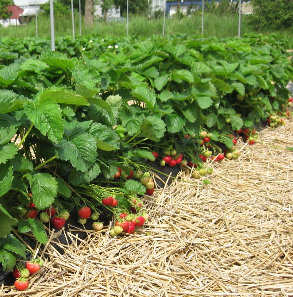 Sonsation Variété de fraise créneau mi-saison