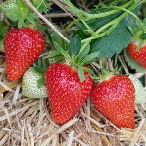 Twist Variété de fraise créneau très précoce