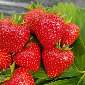 Verdi Variété de fraise créneau mi-précoce