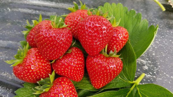 Verdi Variété de fraise créneau mi-précoce