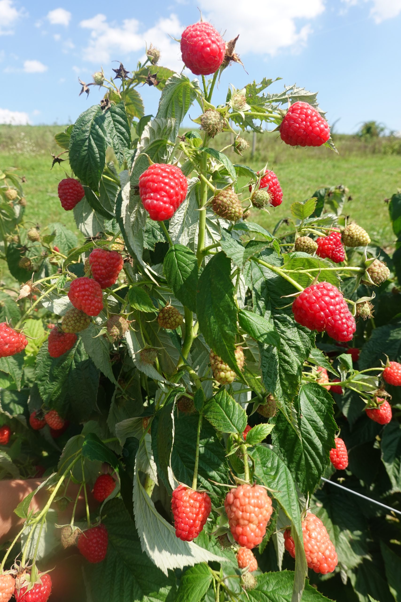 Delniwa Variété de framboise Remontante Précoce