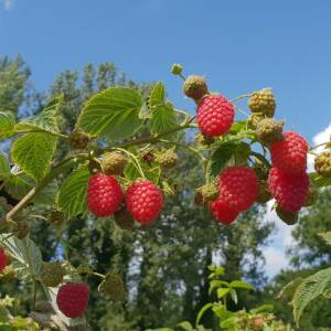 Himbo Top Variété de framboise Remontante Saison