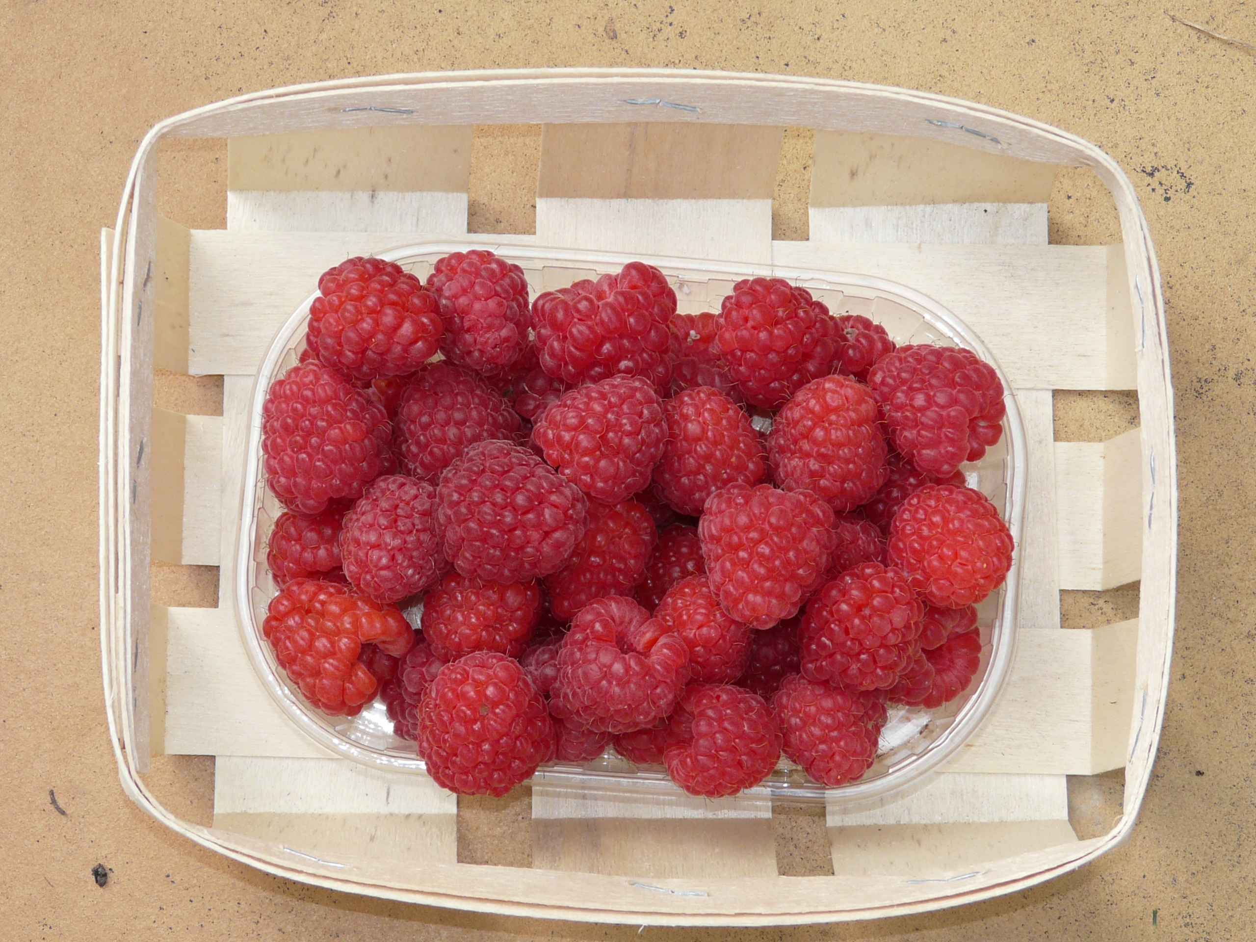 Octavia Variété de framboise Tardive