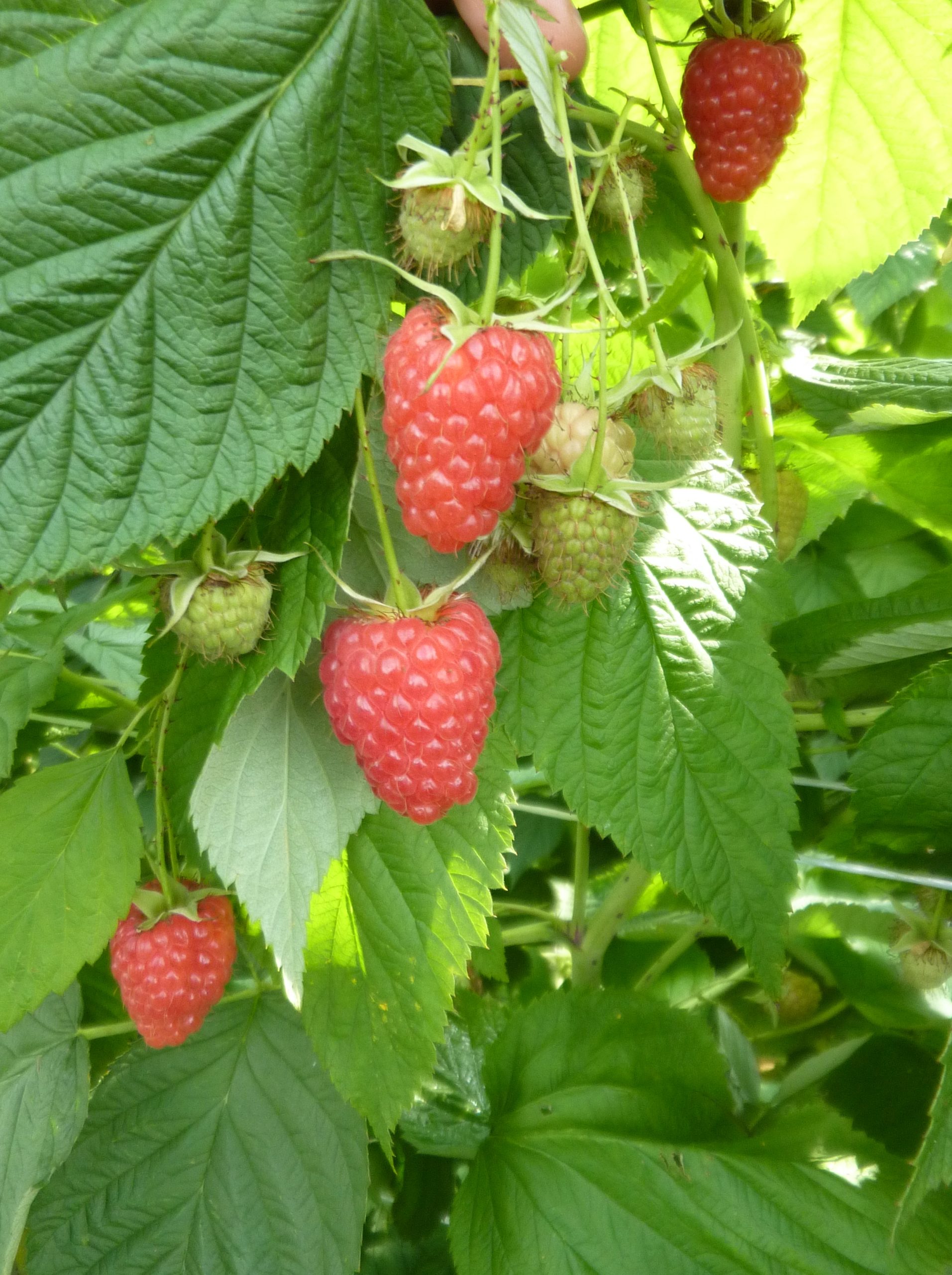 Optima Variété de framboise Remontante Tardive