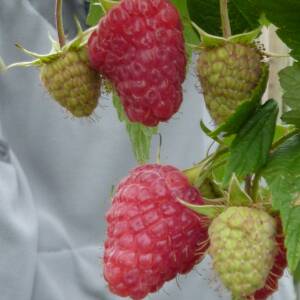 Primalba Variété de framboise Remontante Précoce