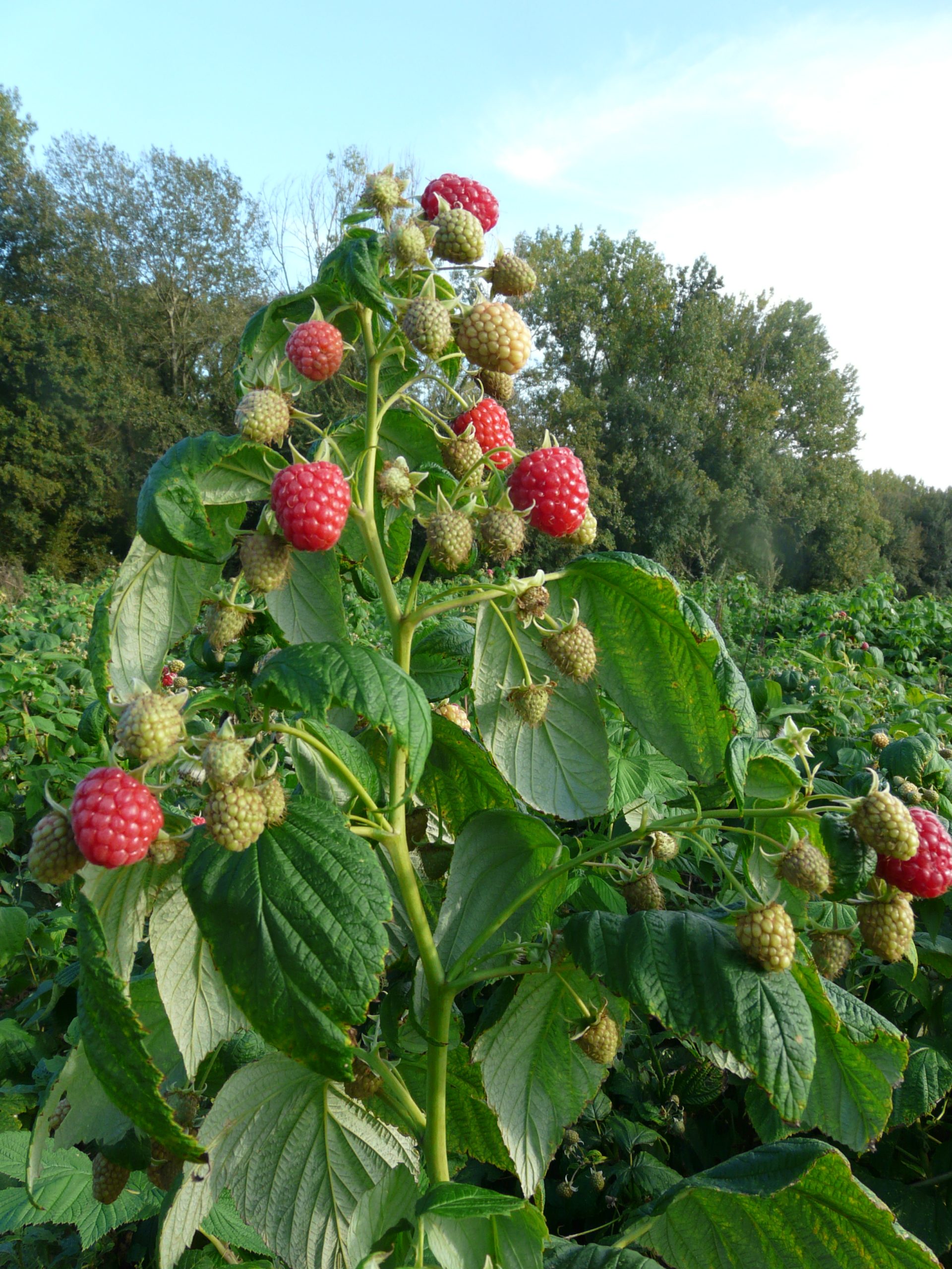 Rubyfall Variété de framboise Remontante Précoce