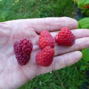 Tadmor Variété de framboise Tardive