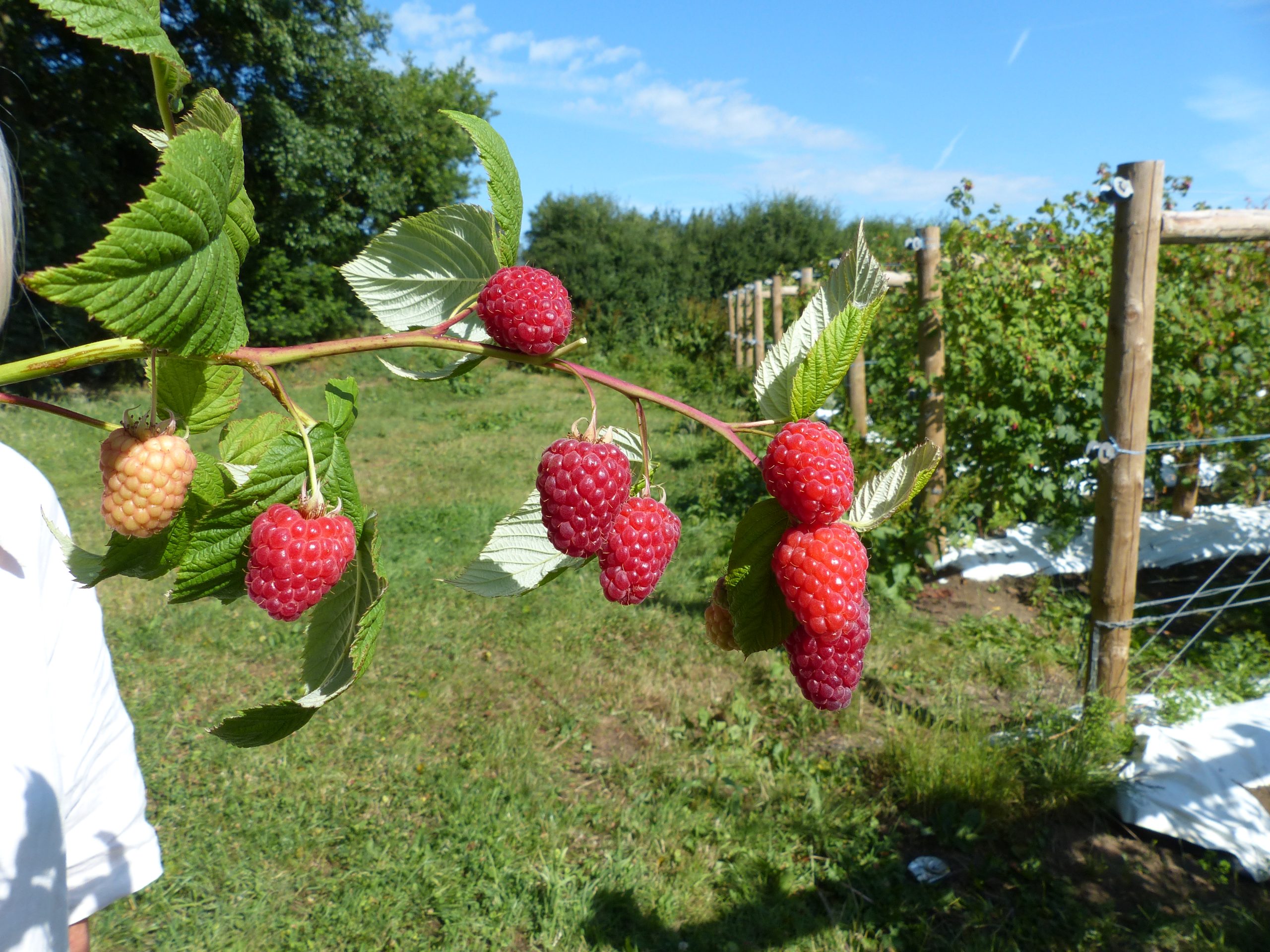 Tadmor Variété de framboise Tardive