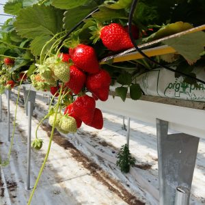 Anabelle variété de fraise remontante