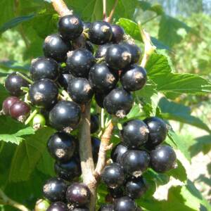 Ebony Variété de cassis Précoce