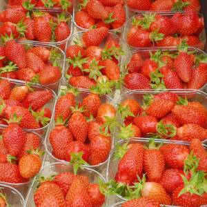 Gariguette Variété de fraise créneau très précoce