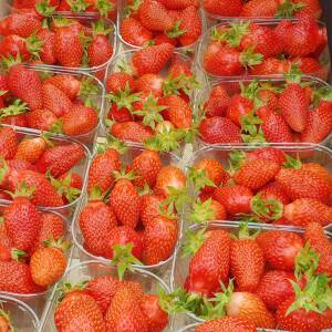 Gariguette Variété de fraise créneau très précoce