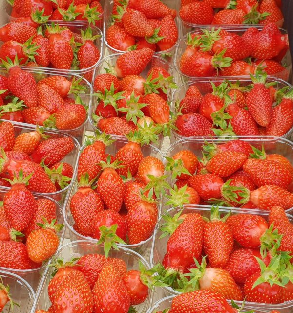 Gariguette Variété de fraise créneau très précoce