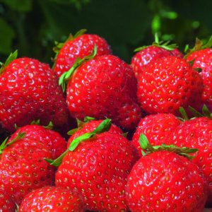 Mara Des Bois Variété de fraise créneau remontante