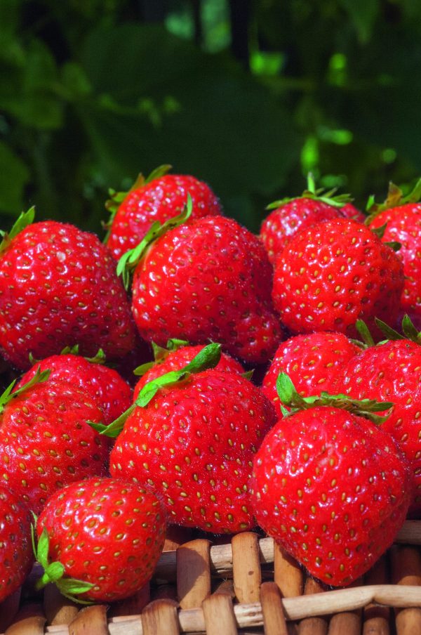 Mara Des Bois Variété de fraise créneau remontante