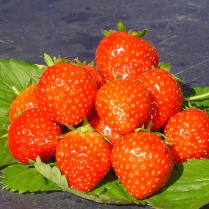 Anais Variété de fraise créneau remontant