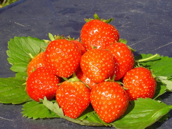 Anais Variété de fraise créneau remontant