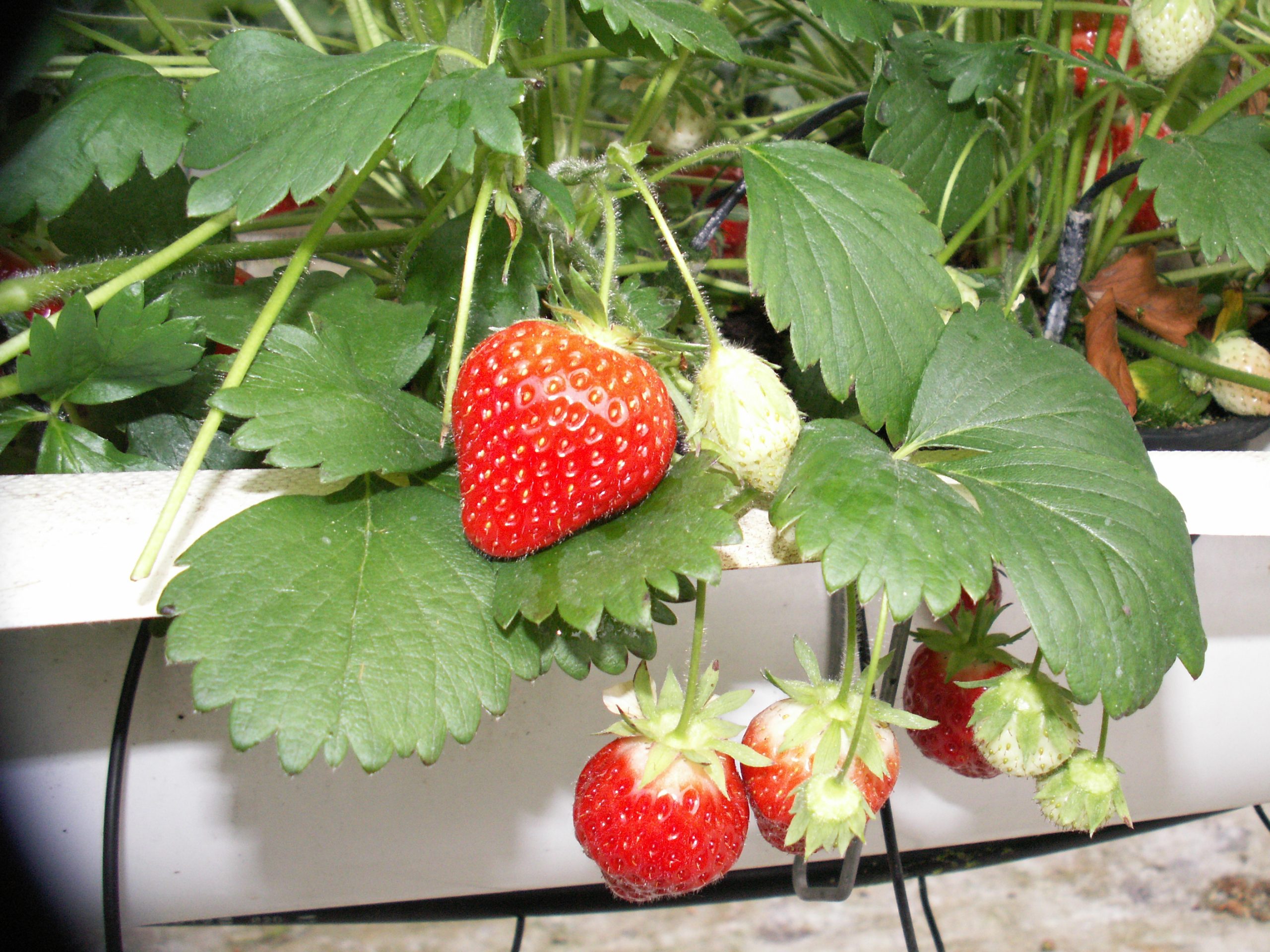 Anais Variété de fraise créneau remontant