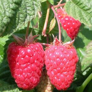 Cascade Delight Variété de framboise Mi-Saison