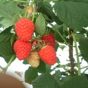 Chemainus Variété de framboise Mi-Saison