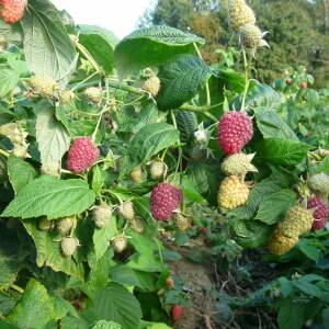 Joan J Variété de framboise Précoce