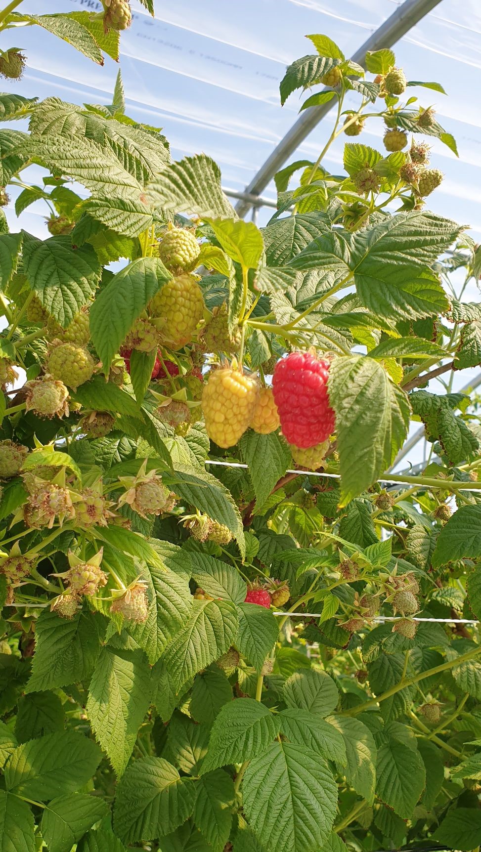 Vajolet Variété de framboise Remontante Tardive