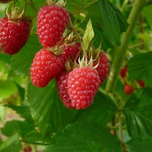 Malahat Variété de framboise Précoce