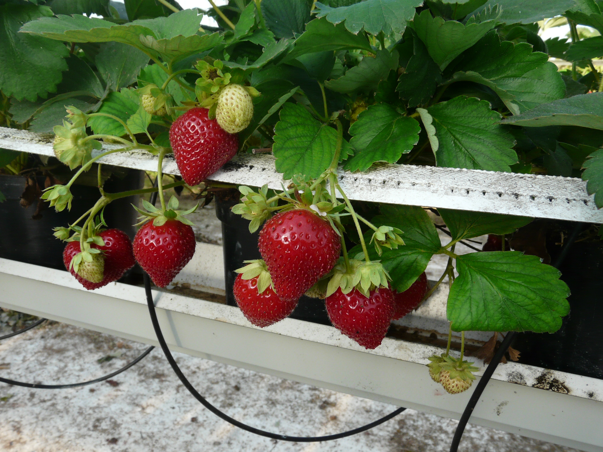 Charlotte Variété de fraise créneau remontant