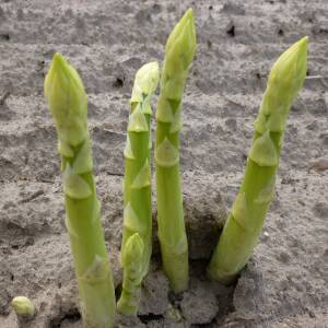 Xenolim Variété d'asperge créneau mi-saison