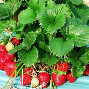 Florence Variété de fraise créneau mi-tardive