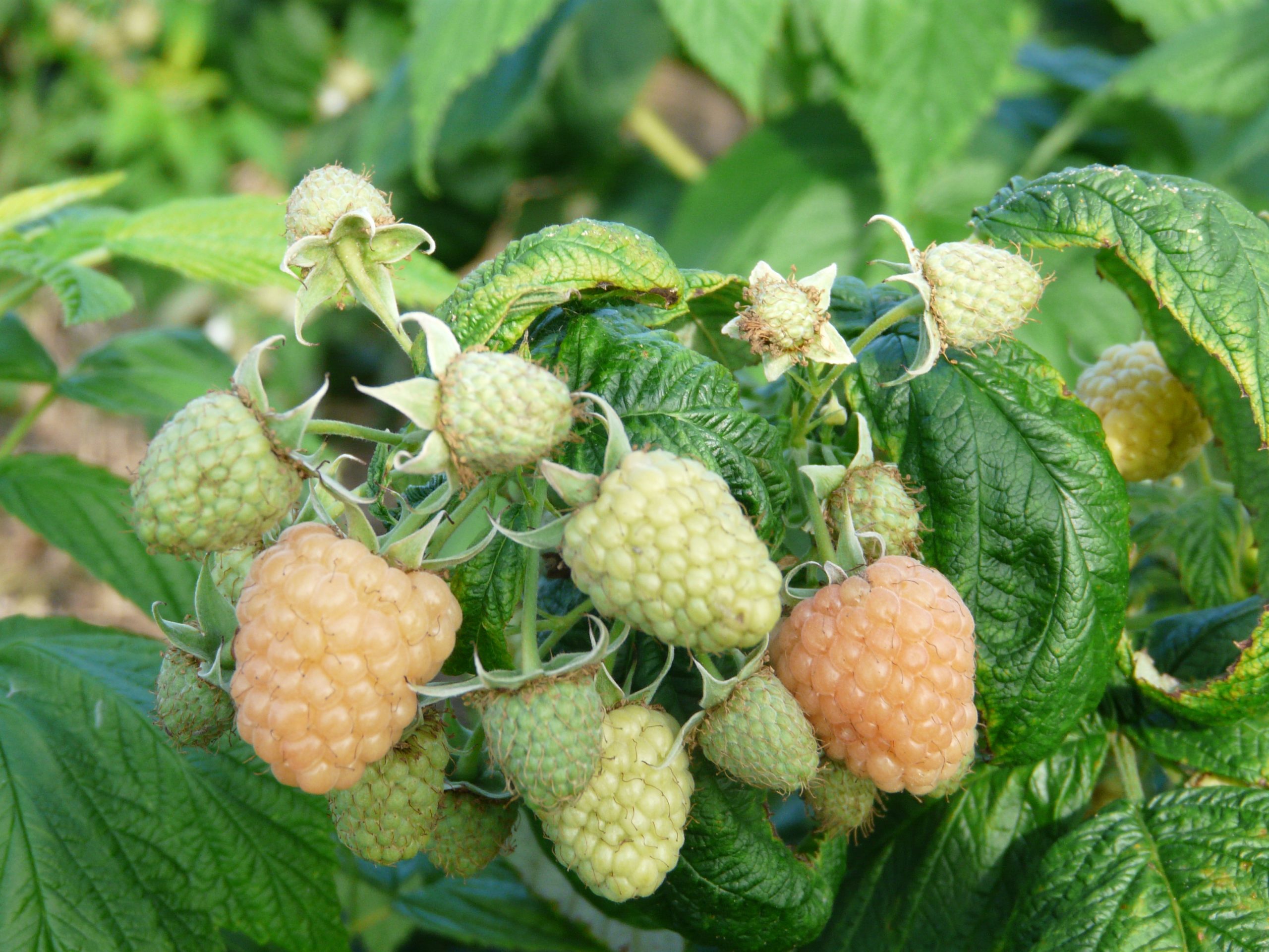 Alpengold Variété de framboise Remonante