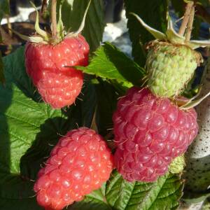 Amira Variété de framboise Remontante Précoce