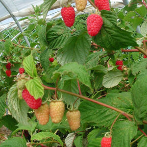 Malling Juno Variété de framboise Précoce