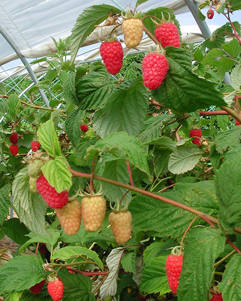 Malling Juno Variété de framboise Précoce