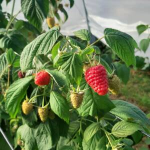 Regina Variété de framboise Remontante