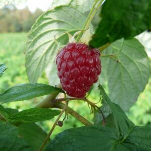 Zeva Variété de framboise Rémontante Saison