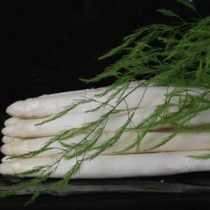 Grolim Variété d'asperge créneau Mi-saison