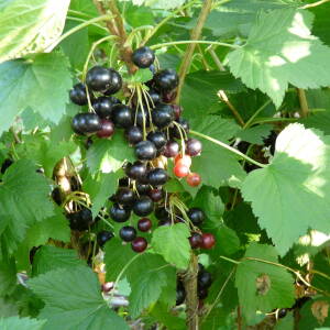 Ben Tirran Variété de cassis Tardive