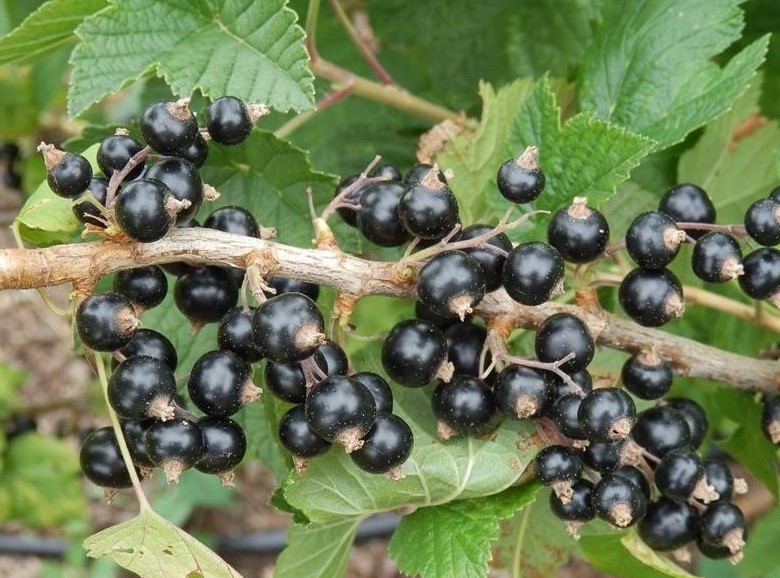 Tradimel Variété de cassis Mi saison