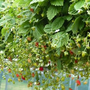 Reine des vallées Variété de fraise créneau Remontante