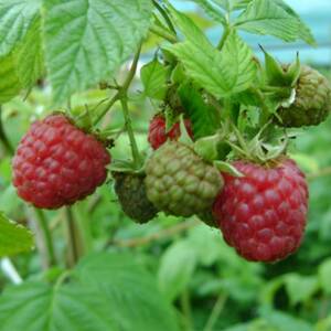 Meeker Variété de framboise Mi-Saison