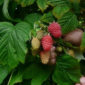 Tulameen Variété de framboise Mi-Saison