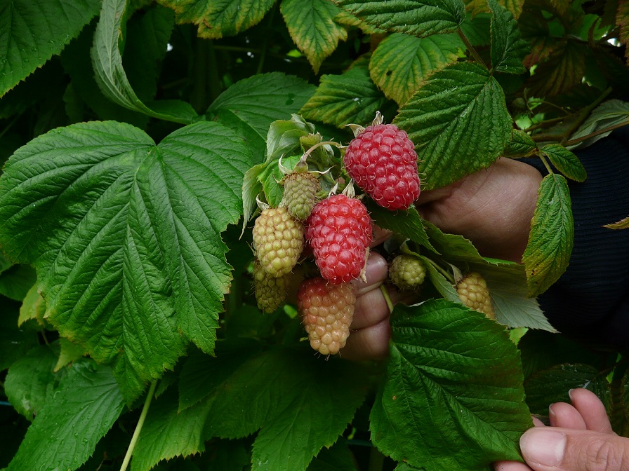 Tulameen Variété de framboise Mi-Saison