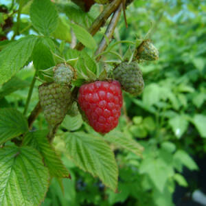 Willamette Variété de framboise Précoce