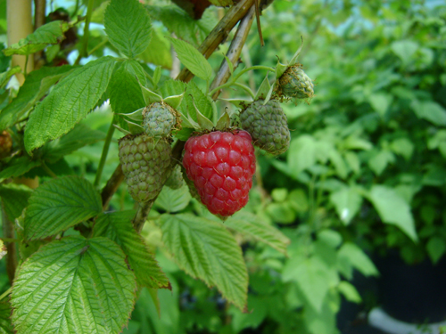 Willamette Variété de framboise Précoce