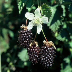 Boysenberry Variété de Hybrides