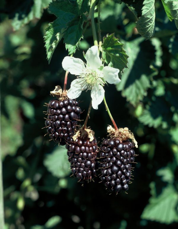Boysenberry Variété de Hybrides