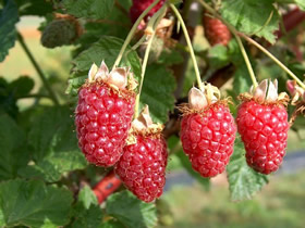 Buckingham Variété de hybrides