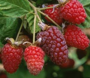 Loganberry Variété de hybrides