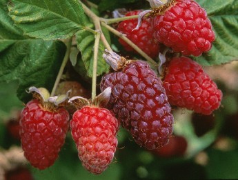 Loganberry Variété de hybrides